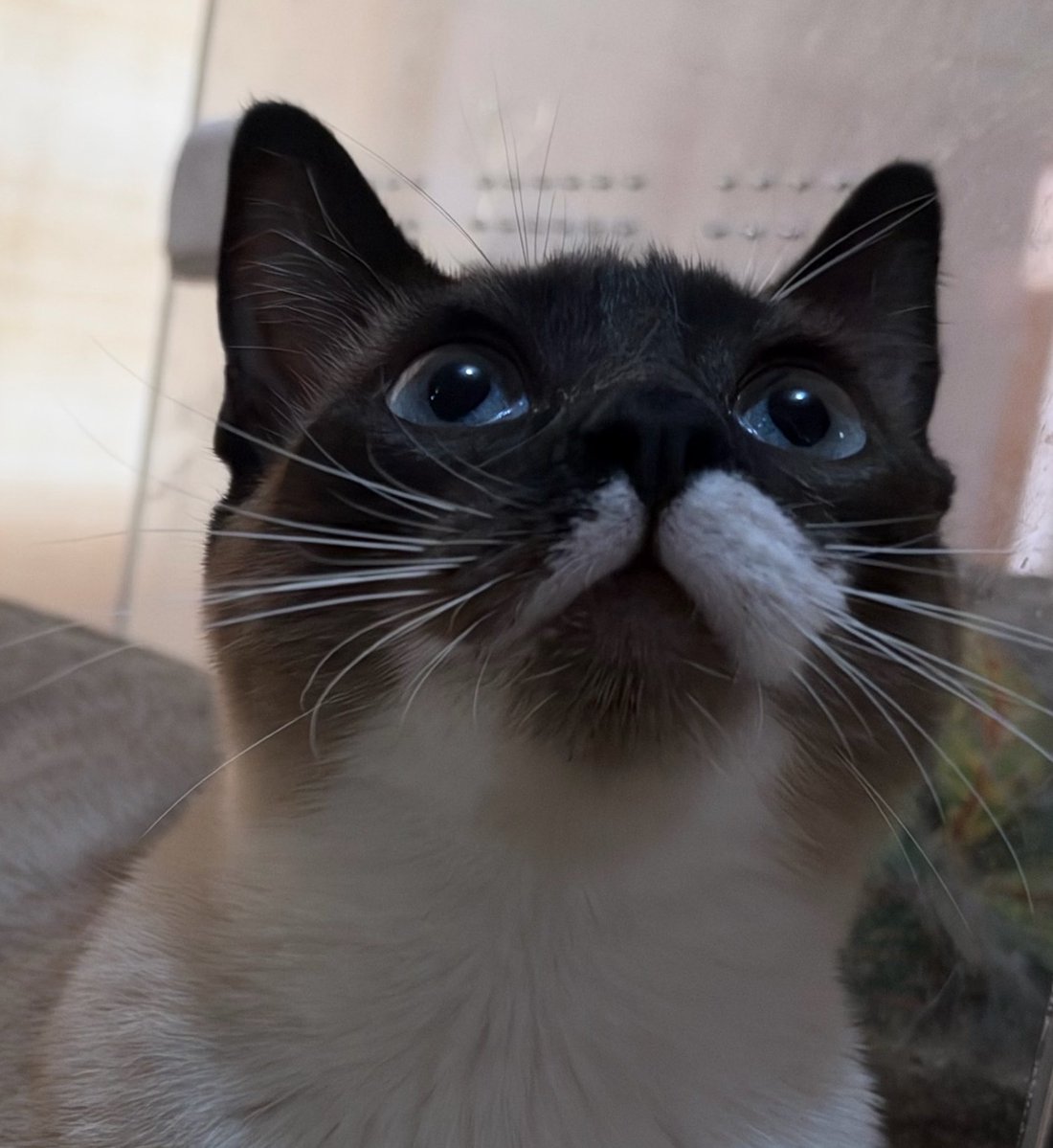 ThalizTH's tweet photo. Katicat sigue buscando hogar, es muy dulce y buena niña. 6 meses, esterilizada, vacunada, copros negativos, talla chica. 
MÉXICO
Se solicita INE
Entrega al domicilio https://t.co/ZUdHWkMHEd