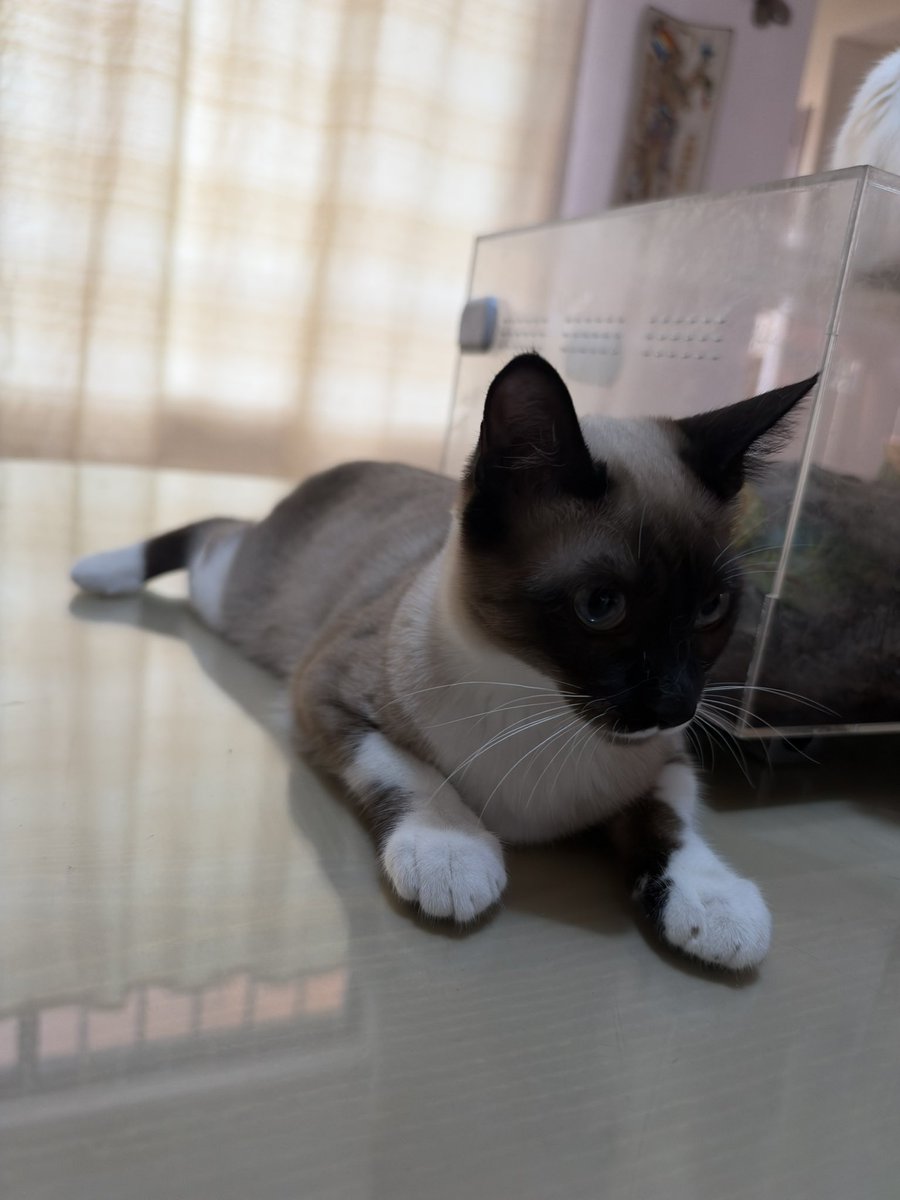 ThalizTH's tweet photo. Katicat sigue buscando hogar, es muy dulce y buena niña. 6 meses, esterilizada, vacunada, copros negativos, talla chica. 
MÉXICO
Se solicita INE
Entrega al domicilio https://t.co/ZUdHWkMHEd