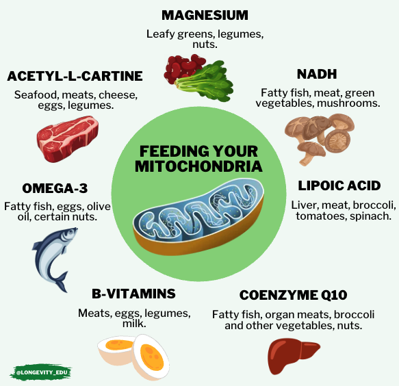 Longevity_EDU's tweet photo. Your mitochondria ARE your health.

Make sure you're feeding them: 👇 https://t.co/dZRvgKMCCI