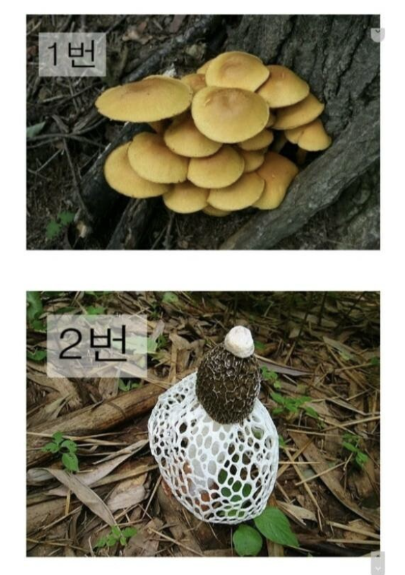 laterinfo_'s tweet photo. 전 1번에서 이미 죽었습니다 아무리봐도 삼립 꿀떡빵처럼 생겨서 참을 수가 없었어요.. https://t.co/AzISJCDZ9V