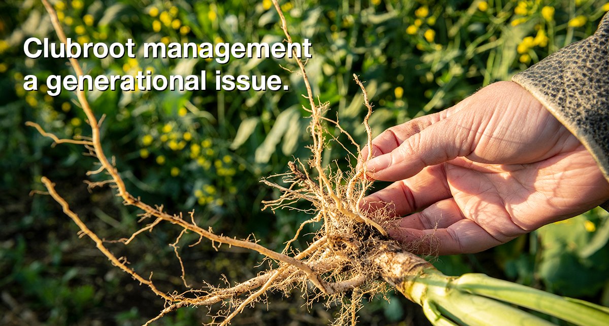 BASFAgSolutions's tweet photo. Clubroot pathogen populations continue to evolve, making resistance management more important than ever. 

Understanding the clubroot challenges in your area can help you select the right first- or second-generation hybrid and support long-term crop performance.

Learn how today’s field observations can help guide your next InVigor hybrid decision: https://t.co/soZrSK6xzm 
#WestCdnAg