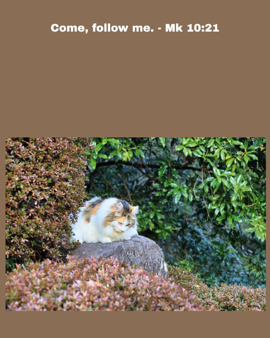 SFBaumgartner's tweet photo. #cat #kitten #Catholic #Christian #dailyinspiration #memoryverse #scriptures #truth #quote #faith #scriptureoftheday #catmemes #catvibes #catlovers #catphoto #trending #bibleverse #viralphoto #cutecat https://t.co/rFE8iA6Qvr
