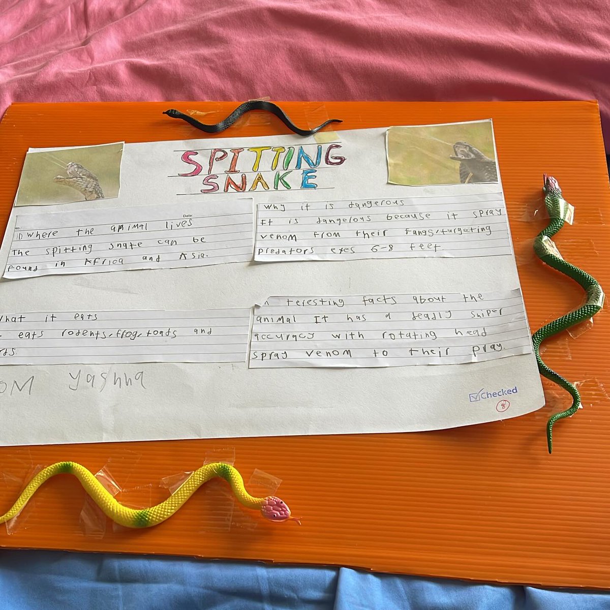 RafaBailarin's tweet photo. My 7-year-old’s Year 2 project is all about dangerous animals. https://t.co/kIG9epif3R