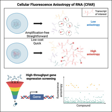 CellRepMethods's tweet photo. High-throughput, amplification-free detection of endogenous gene expression perturbations via fluorescence anisotropy dlvr.​it/TVnbK8 https://t.co/gK2YUkdvEK