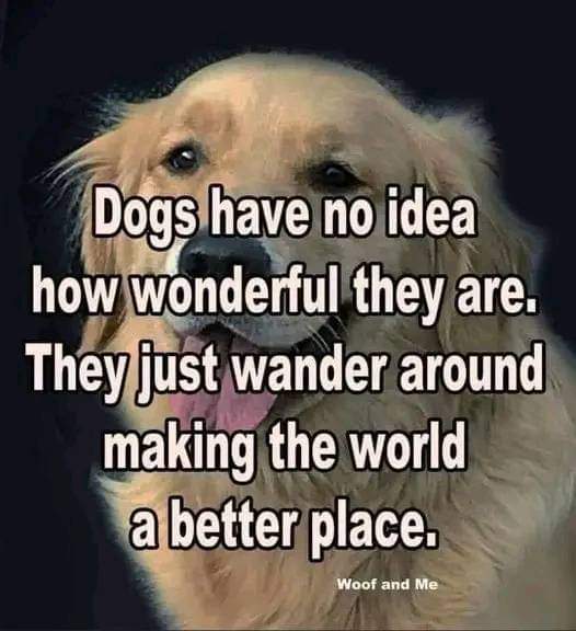 SilverFoxOO7's tweet photo. @BillMelugin_ People who don't have dogs will never understand. But they are more than pets. They are family. https://t.co/tBzrdYld9e