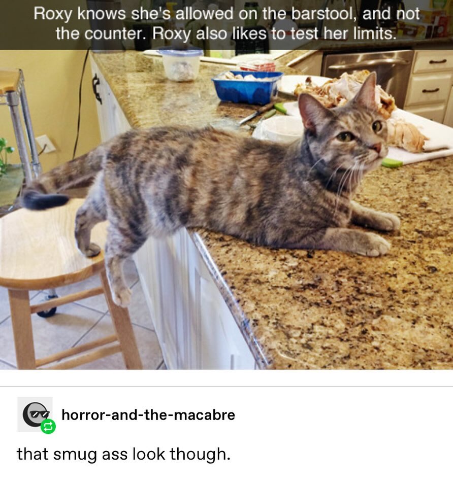 PunchingCat's tweet photo. https://t.co/aUkVG0j9ZT