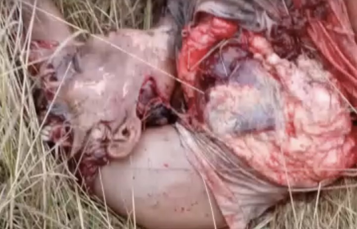 NKuwah's tweet photo. @tamiswa_njovana @gimosco @advocatemahere I agree with you,I saw one video and I’m sure the first body was the wife’s it had ears ,nose and mouth,but missing the upper part and teeth were showing on top of the ears . https://t.co/y8WcQVqQMi