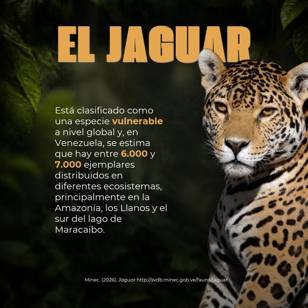 UCABSustentable's tweet photo. Hoy, Día Mundial de los Animales, la Dirección de Sustentabilidad Ambiental UCAB reafirma su compromiso con la preservación de la fauna silvestre, el bienestar animal y la protección de los hábitats críticos de nuestro país.
@provita_ong
#DíaMundialDeLosAnimales #UCABSustentable https://t.co/gVtBW0sCkx