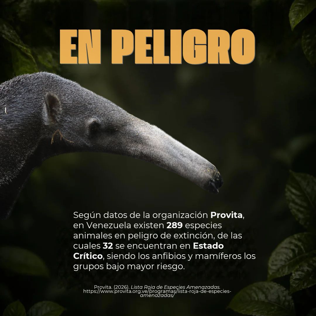 UCABSustentable's tweet photo. Hoy, Día Mundial de los Animales, la Dirección de Sustentabilidad Ambiental UCAB reafirma su compromiso con la preservación de la fauna silvestre, el bienestar animal y la protección de los hábitats críticos de nuestro país.
@provita_ong
#DíaMundialDeLosAnimales #UCABSustentable https://t.co/gVtBW0sCkx