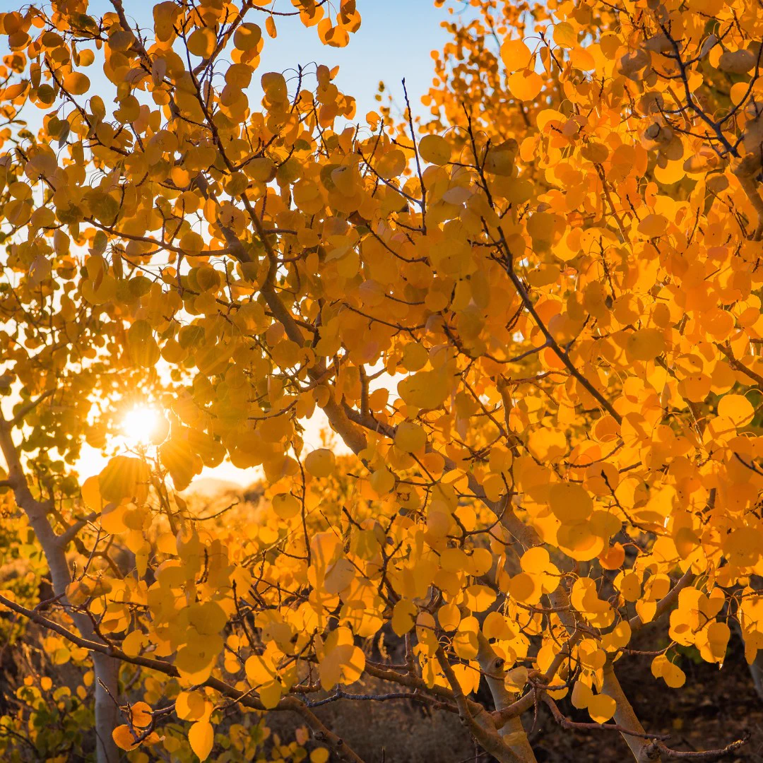 Golden autumn leaves on tree branches glowing in warm sunlight during sunset.