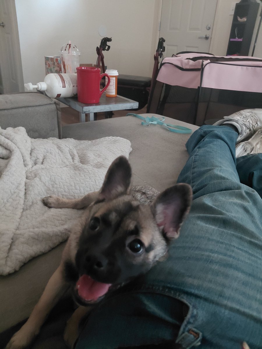 equalleader7974's tweet photo. @_Olivia_Vtuber This little puppy so death by cuteness https://t.co/KIznEfQWzK
