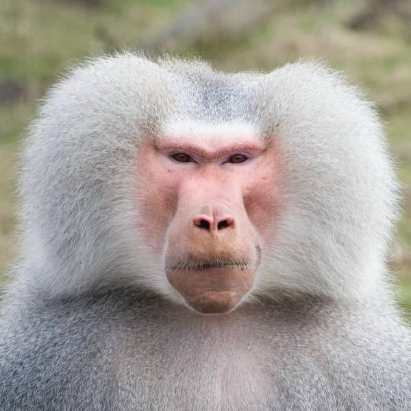 ExChauah's tweet photo. @baseballisdead_ @DALLASBRADEN209 "I said baboon ligaments!! Not baboon hair" https://t.co/Raauwsle7P