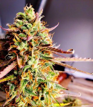 IobDutch's tweet photo. Apple Strudel Autoflower. https://t.co/qxkmZyYJn7