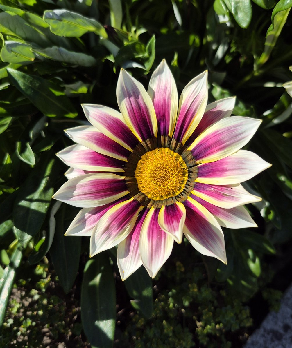satchboogie14's tweet photo. #gardenshour Gazania 'Big Kiss' a joy in the garden today 😘 https://t.co/J6nyL4xkhV