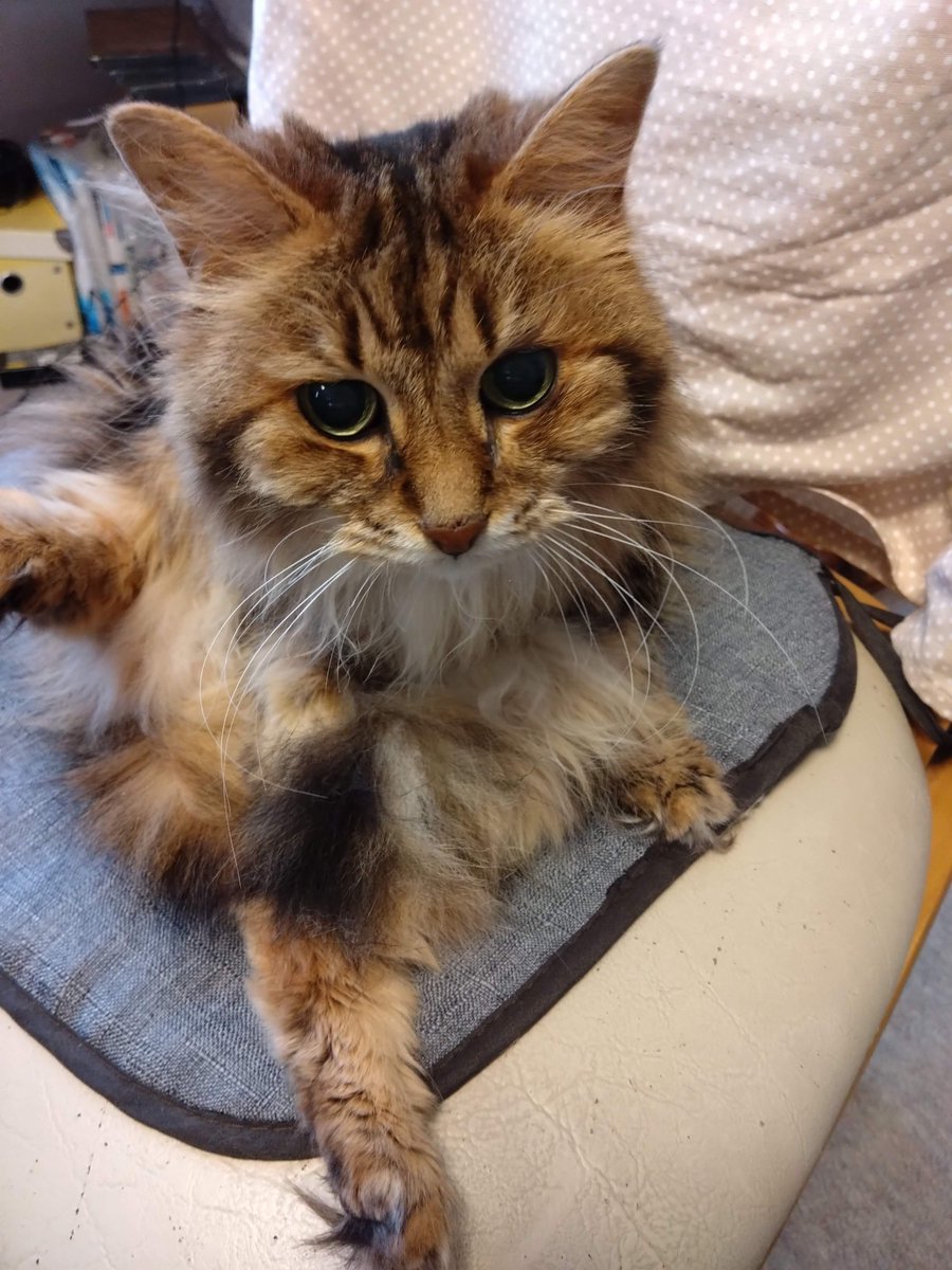 chakobox's tweet photo. おはようございます。
2022.10.6.のチャコマロンです😺

今まで私は直毛だと思っていたのに、美容師さんによるとクセがあるそうなんです。
生えぐせによるうねりだと思っていたのは、くせ毛のウェーブだったと半世紀以上生きてきて判明しました😳 https://t.co/aTao84S7fy