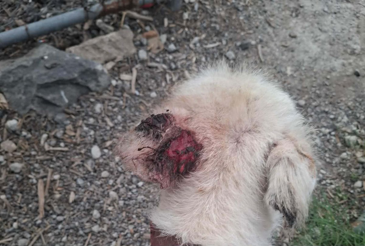 marianoosorio1's tweet photo. Así tienen a los FRANCISCANITOS en Brigada de Vigilancia Amimal, con terribles heridas, llenos de moscas y sin parar de rascarse!

Ese es el gobierno "Animalista" de Clara Brugada.

@Ref_Franciscano @ClaraBrugadaM https://t.co/Ts6lHkUG2s