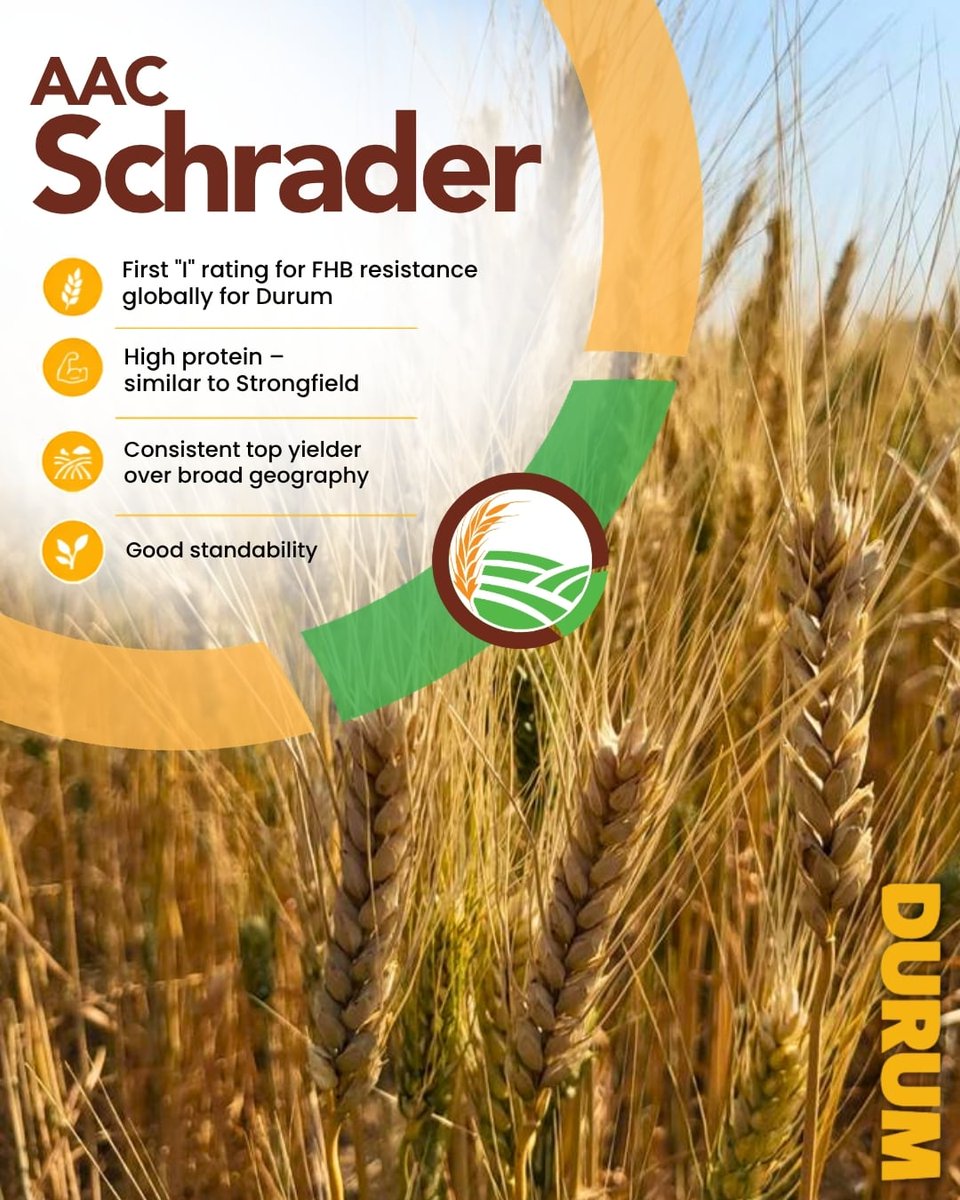 FPGenetics's tweet photo. AAC Schrader combines consistent yield performance with high protein, good standability and an ‘I’ rating for FHB.

Explore AAC Schrader in our 2027 Seed Guide:
https://t.co/WrOd7Ht5Nd https://t.co/9kSaaIqIER