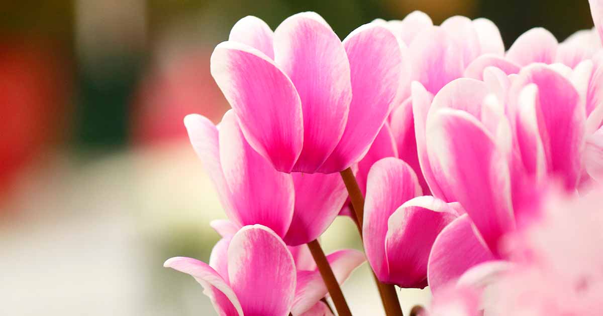 Gardeners_Path_'s tweet photo. How to Care for Cyclamen During Dormancy - Wondering if your cyclamen is dead? Depending on the season, it could be going dormant. Learn more about cyclamen dormancy period now on Gardener's Path. #houseplants #cyclamen #flowers https://t.co/Pm5nHJm80r https://t.co/LeFlotJD04