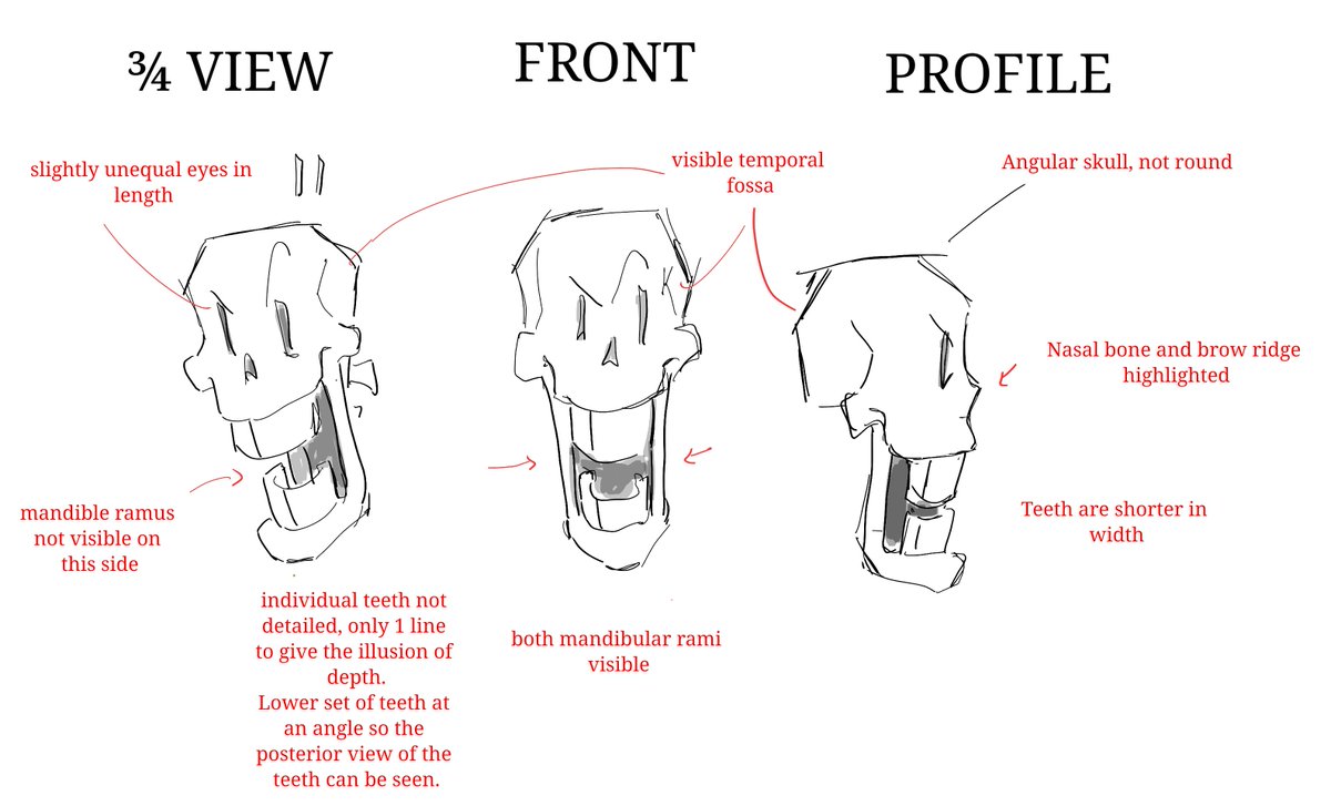 faufaugetsfake's tweet photo. Faucet, faucet! How do I draw papyrus?? 

Well, idk how YOU want to draw papyrus, but i know how I do it! This is my attempt at a tutorial of some sorts. Warning: I can't draw him consistently 100%, but neither are the sprites in game consistent, so lmfao.

a thread: https://t.co/efUqMX3Ms2