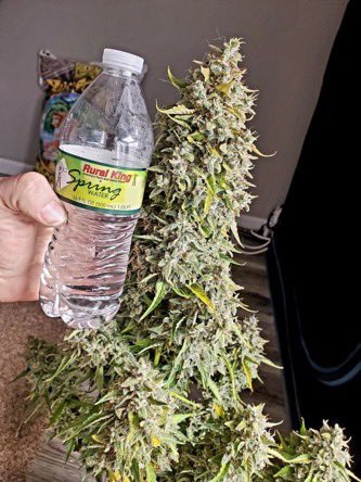 IobDutch's tweet photo. Sour Apple Autoflower.
Super fat buds! https://t.co/DXnHEwcMc7