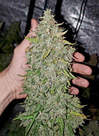 IobDutch's tweet photo. Sour Apple Autoflower.
Super fat buds! https://t.co/DXnHEwcMc7