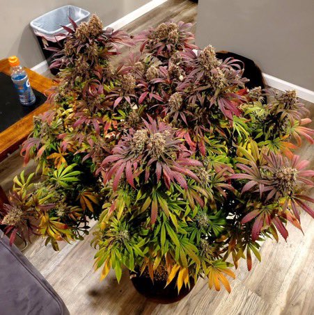 IobDutch's tweet photo. Name this strain ? https://t.co/YBlEYAGP2P