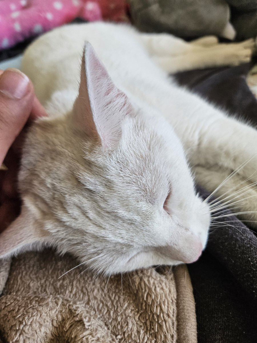 428Cats's tweet photo. Baby cats https://t.co/qILHM1SHVn