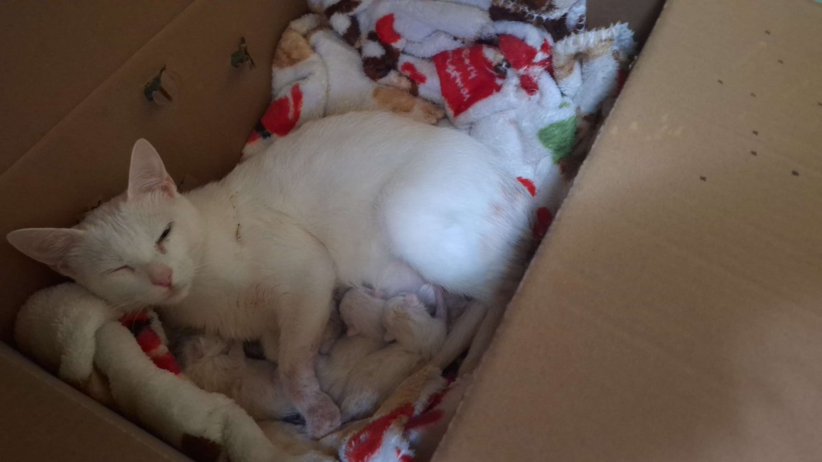 428Cats's tweet photo. Baby cats https://t.co/qILHM1SHVn