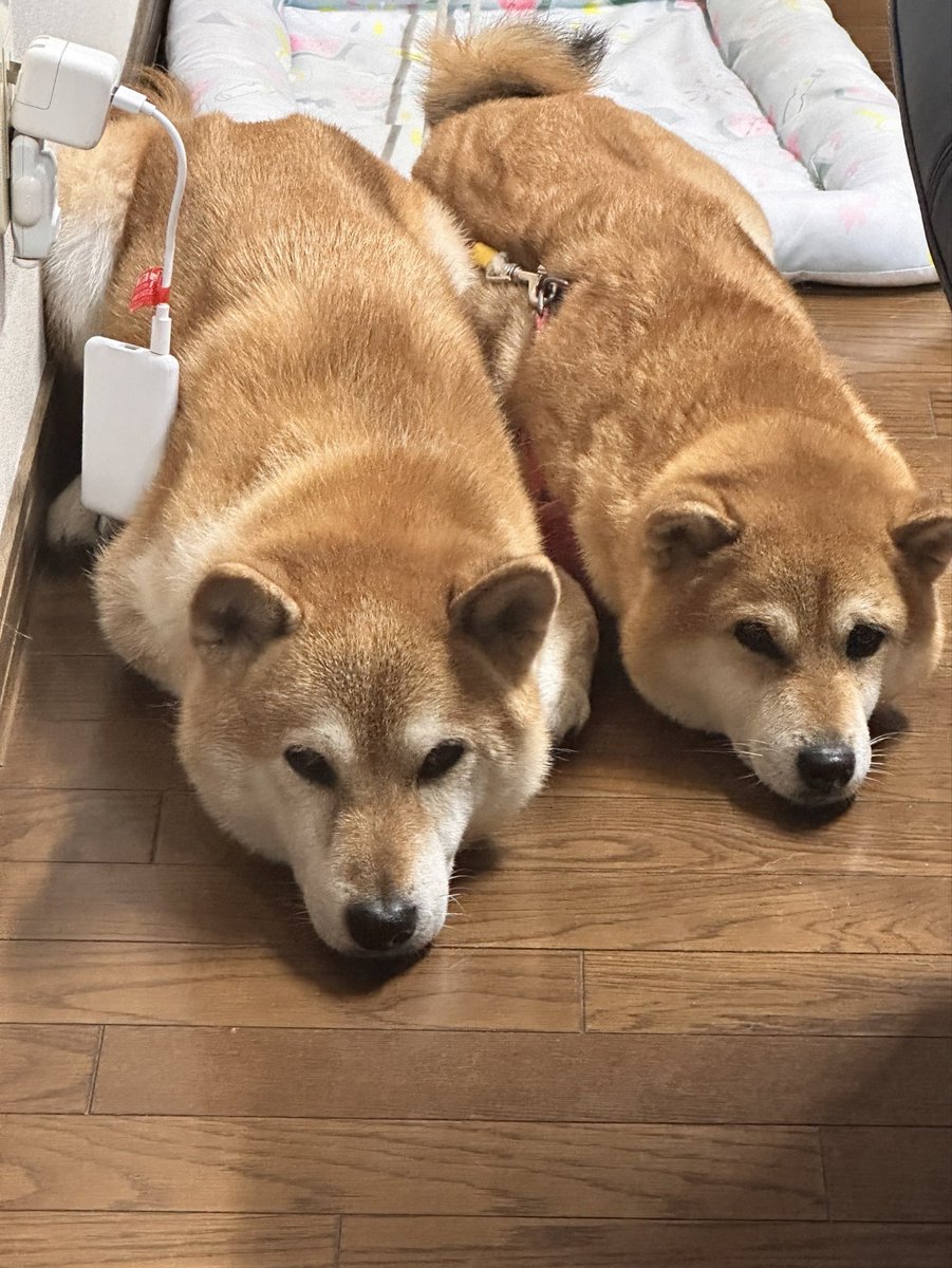 ronchan2639's tweet photo. おはよう

今日もそれぞれの闘い https://t.co/tZFLSJJxVR
