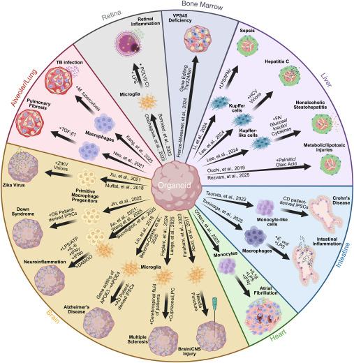 CellStemCell's tweet photo. Immunoids: Building immunocompetent organoids from human pluripotent stem cells dlvr.​it/TVnbt3 https://t.co/H2CVv7qGye