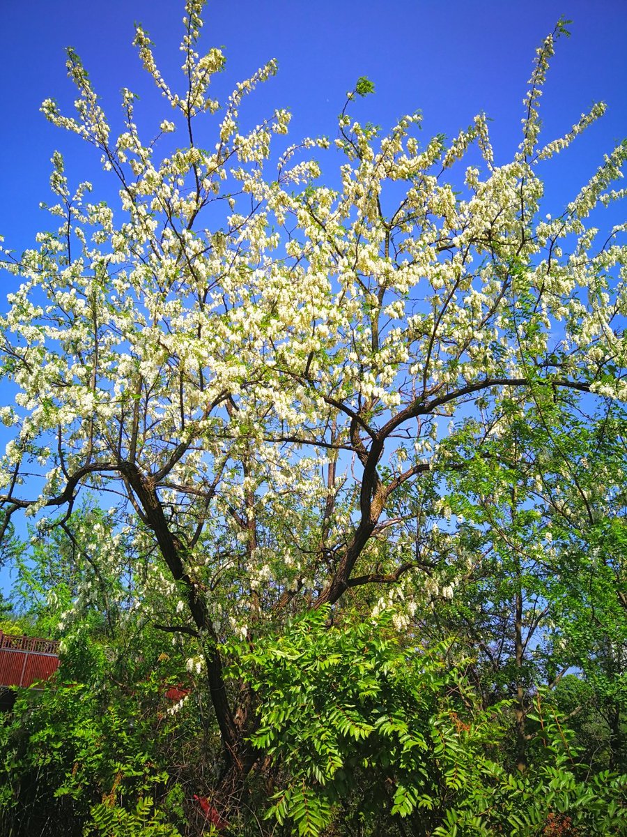 EllaThurstyvxc's tweet photo. [El árbol de sophora florece de forma hermosa en el jardín!]， https://t.co/yASd047EQi