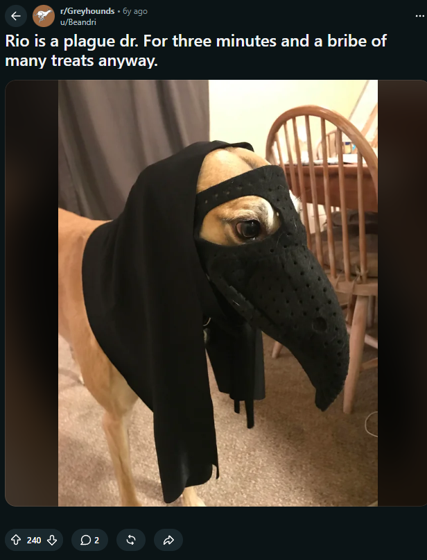goallinxbt's tweet photo. With plague sending at an ATH again

Lets send a meme for once found an og picture of a dog named RIO wif a plague mask

Dog wig plague paired with plague is a runner

dex 25k https://t.co/SHmb4fd0wB