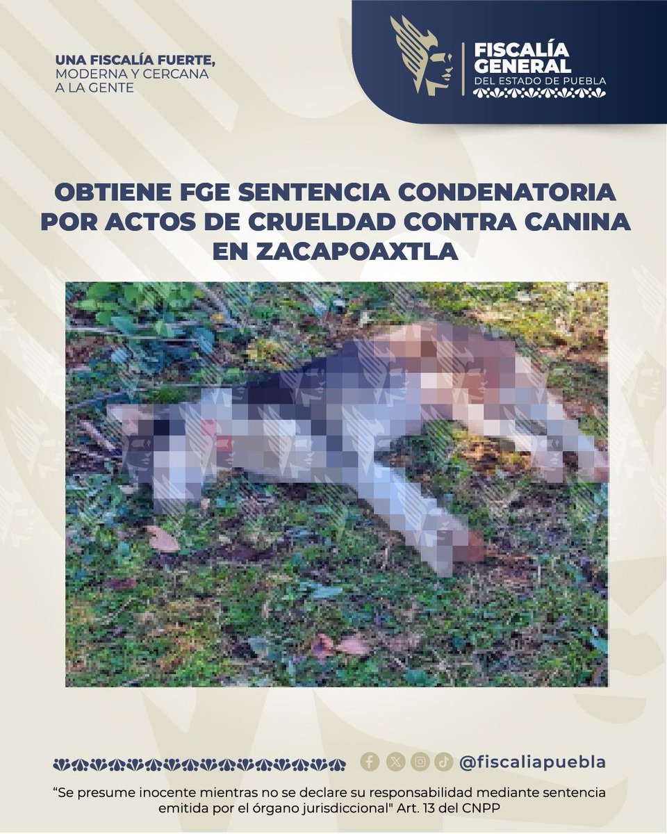 pueblarojamx's tweet photo. 😡🐶 Dan 2 años de #prisión a sujeto que atacó con #machete a una #perrita en #Zacapoaxtla 👇🏻
https://t.co/HX61yHh2mz https://t.co/CH1bKDfPPD