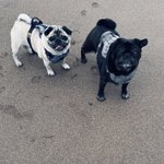 Photo by Brigadier ( the nut job )and Ernie his new bro. (@PugBrigadier)