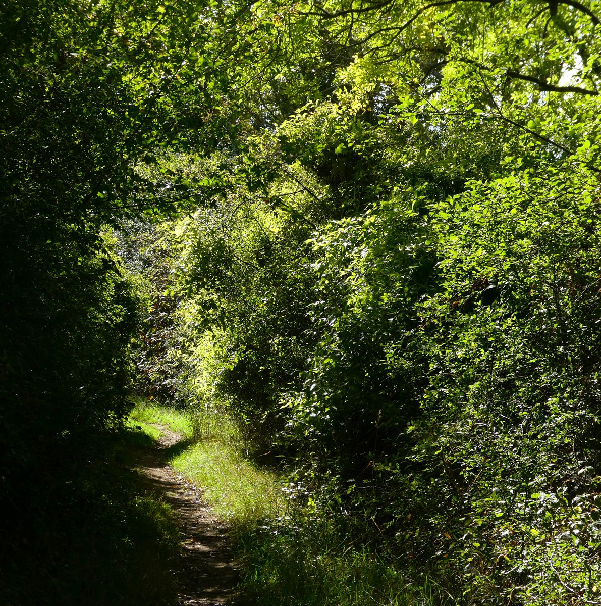 beatricegroves1's tweet photo. 'Green is the prime colour of the world, and that from which its loveliness arises'💚
          (Pedro Calderon de la Barca, playwright &amp; priest)
Trees will soon wear their autumn glory but it is lovely, after a parched summer, to see the countryside clad in emerald green🌿💚🌿 https://t.co/5rPtCfF22G