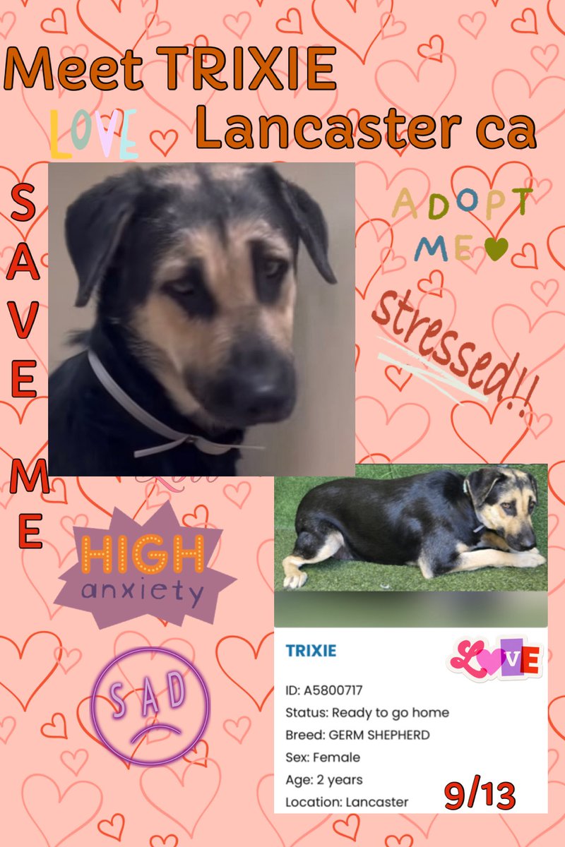SarahjaneGille1's tweet photo. 😞💦 10/5 Post HELP 🛟🆘‼️⚠️🔥#DOGSMENTALSTRESS #SAVETRIXIE #DOGSANXIETYATSHELTERS #DOGSDHUTTINGDOWN = cruelty ! I cried seeing the video  for TRIXIE - sadness 💦THANK you to Jackie Quillen on instagram for both videos💕 You never know who may go next💦
🙏 AGAIN CAUGHT MY EYE 👁️ Why SADNESS 😞 HELP NOW ~ ‼️WATCH VIDEO ~ BEAUTIFUL ~ 3 Slides ‼️ ~ FOSTER get her OUT Bam Bam came in with Trixie 

https://t.co/HfRDzfEL5H…

Meet TRIXIE 🆔 #A5800717 Female  2yrs old #GermanShepherd She is available @AnimaLancaster #california Entered 9/13 
#REPOST 🟰 #SAVING 💯 HELPS
All dogs need to be seen noticed viewed liked attention promoted #SHARE Hopefully gets a NEW 📸!
Contact:
5210 West Avenue I Lancaster, CA 93536 (661) 940-4191 acclancaster@animalcare.lacounty.gov
@mapleveewesem @SabaMekaZeus @LilaFlw @Iza_2021 @Timber_MT @RLA_1976 @SueGillmeister @MarjonQ17isBACK @Rachian14148371