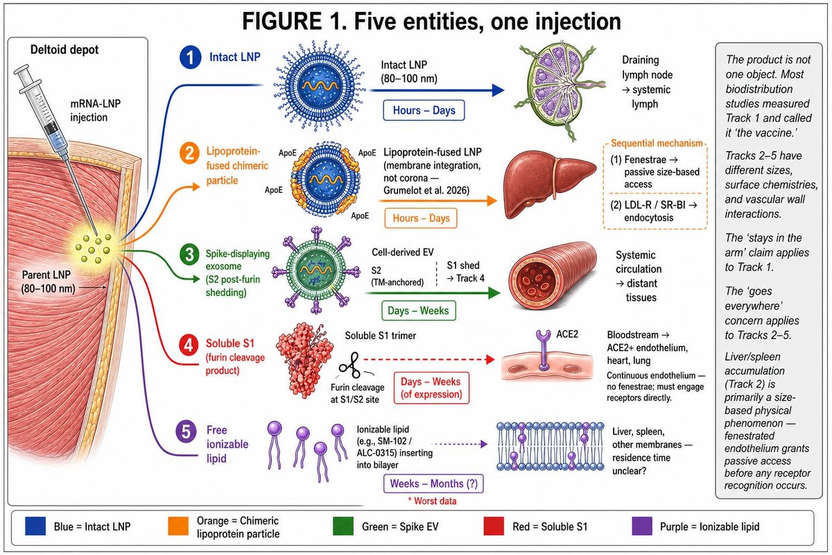 CanningPharm's tweet photo. I spent 4 years reading the literature on LNPs, from Moderna's and Pfizer's own data to the latest single-cell and cryo-EM work. The shot doesn't stay one thing. 

Inside the body, it becomes 5 different entities, each with different sizes, time frames, and fates/outcomes. Same product. 5 biodistributions. Like confetti.
See my substack. Link in next tweet.