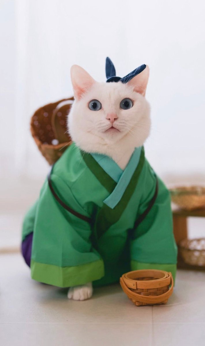 AnimetrendsLA's tweet photo. Maomao literalmente significa gato, y un gato acaba de hacer un cosplay de Maomao. 😭

Gracias a @mujinatensei https://t.co/ljUADMI5sW