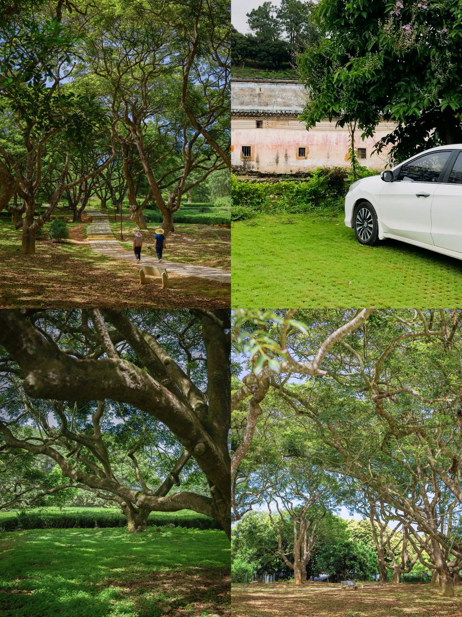 HadleyMichboyd's tweet photo. Hoy visité el antiguo palacio del gobernador en el antiguo barrio, y vi un árbol de ricino que lleva décadas plantado, su sombra refresca mucho en el clima caluroso, el consejo local tiene previsto mantenerlo como tesoro cultural. https://t.co/GjFVoBRrmD