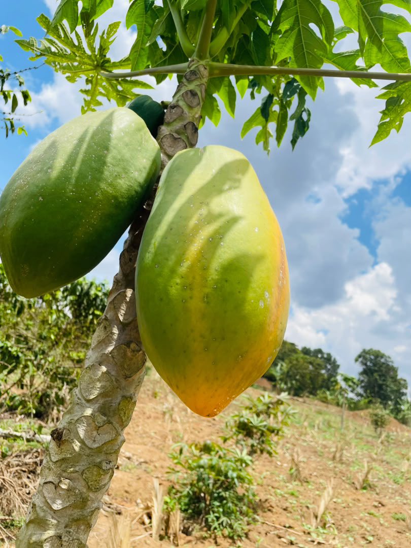 KitondeNutri's tweet photo. 🍊 PAWPAW BENEFITS

• Supports digestion 🌿
• Rich in vitamin C 🛡️
• Provides antioxidants 💪
• Supports healthy skin ✨
• Helps with hydration 💧

Eat natural. Live healthy.
#NutritionistKitonde #HealthyLiving https://t.co/UenjRVasZU