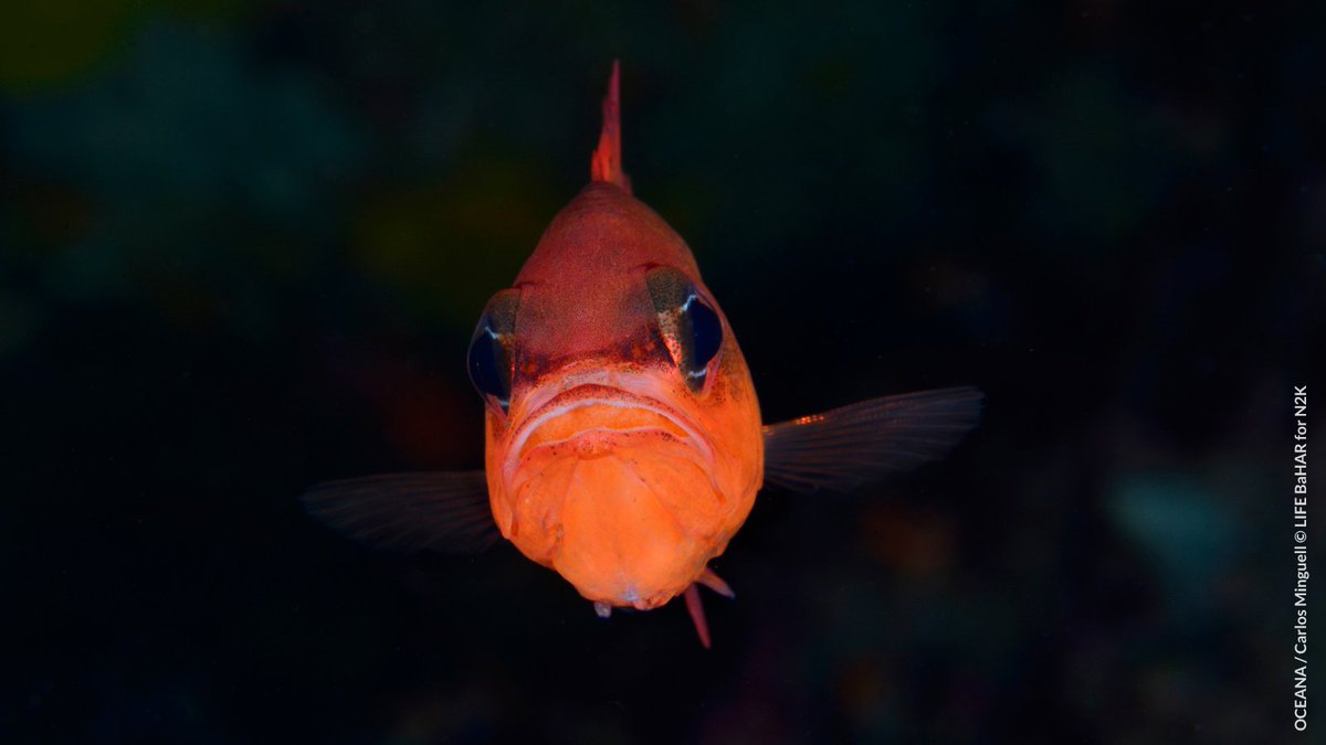Meet some of the stars of Oceana’s expeditions to Malta! 🐠✨ 

In 2015 and 2016, our teams explored Malta’s waters, gathering data to identify areas in need of 