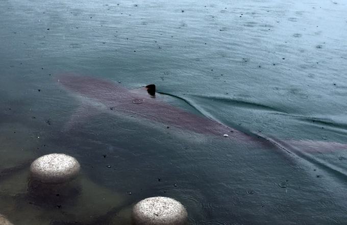 A seal swimming underwater in murky greenish water, visible through what appears to be a glass viewing panel with round concrete stepping stones at the bottom.