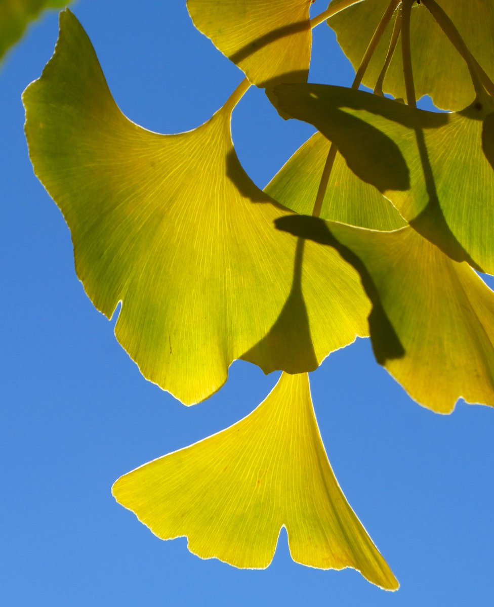 beatricegroves1's tweet photo. Ginkgo, flaming gold 💛🔥💛
Also known as maidenhair trees, their name derives from the Japanese for 'silver apricot'🤍
Ginkgo is one of the oldest living tree species, closely related to a tree that flourished among the dinosaurs 200 million years ago💛 https://t.co/d2LNV1wUNt