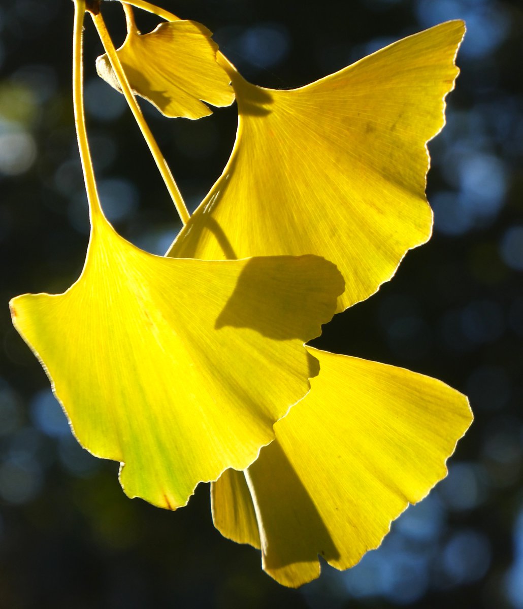 beatricegroves1's tweet photo. Ginkgo, flaming gold 💛🔥💛
Also known as maidenhair trees, their name derives from the Japanese for 'silver apricot'🤍
Ginkgo is one of the oldest living tree species, closely related to a tree that flourished among the dinosaurs 200 million years ago💛 https://t.co/d2LNV1wUNt