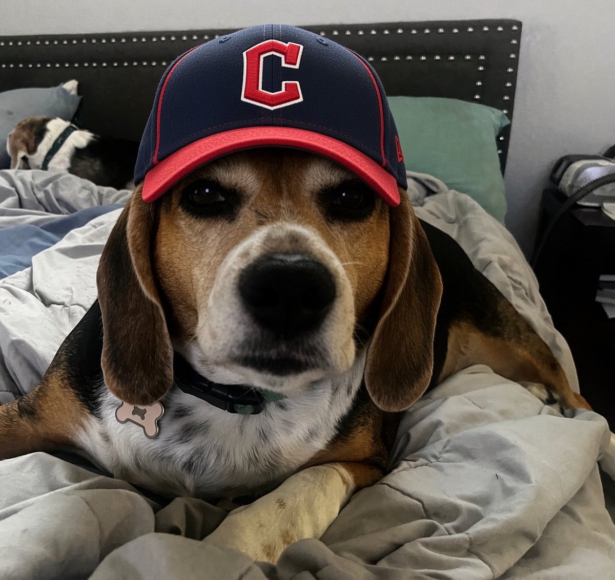 ddoggiesmommy's tweet photo. LET’S GOOOOO CLEVELAND! Mags decided she wanted to use her #MagsMagic for @10MinDQ today as LA isn’t playing https://t.co/2DTAruFUxA
