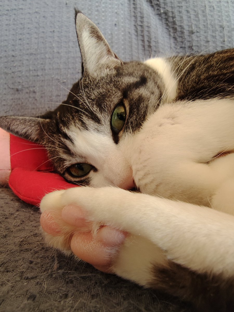 mx72ni59ev88's tweet photo. 火曜日✨

おはようございます☀

エビちゃんのようになるノリちゃんマン

今日も1日ご安全にニャ🫶🫶 https://t.co/QEUNFP7etm