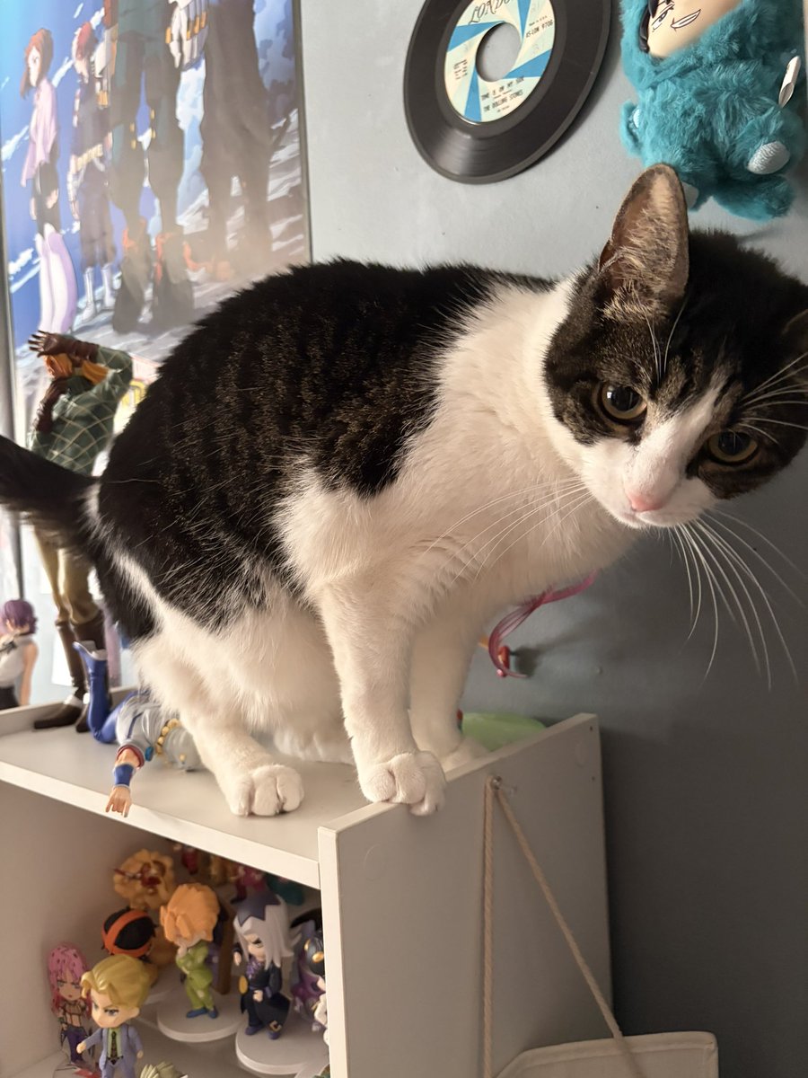 gyjostars's tweet photo. my cat fucking killed joseph https://t.co/Upn7TZsOcs