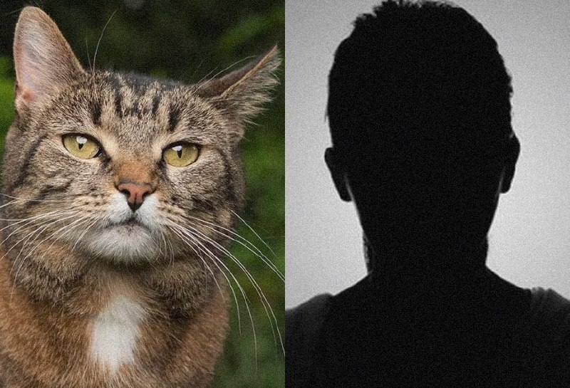 DARKCOMBUZZ's tweet photo. In Ho Chi Minh City, police say 12 suspects admitted to stealing and reselling about 2,700 cats. Small groups reportedly rode through residential areas between 11 p.m. and 4 a.m., using traps while owners were asleep, with each group taking up to 10 cats a night. A July raid recovered 50 live cats and 55 traps, while 13 have since been returned to their owners. What began at the doorstep ended in a supply chain.