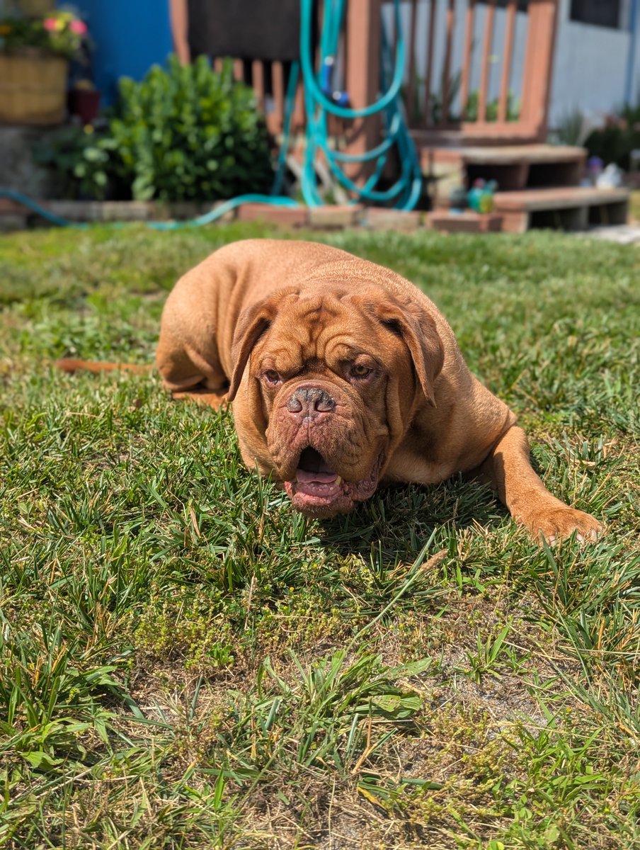 mafia_mastiff's tweet photo. The Mastiff Mafia Oscar and me the Dogfather Gary are relaxing after securing our domain here in the Pines of Southern Jersey. Today was an outdoor day with the sun shining and people hurrying by because Oscar said so.😂 Have a great evening friends.🙌🐾🇺🇸 #MyBoy @SeanSean252 https://t.co/xNaXrgq3wJ