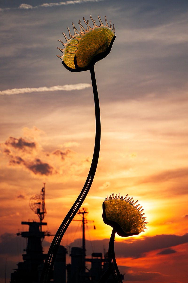 craighewett's tweet photo. Just another iconic sunset at the #VenusFlytrap sculpture 🌅
#sunset #cloudscape #WilmingtonNC https://t.co/5zGK1xxNer
